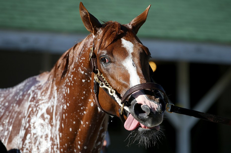 O cavalo Hence é visto durante manhã de treinos para a corrida em Churchill Downs em Kentucky, EUA