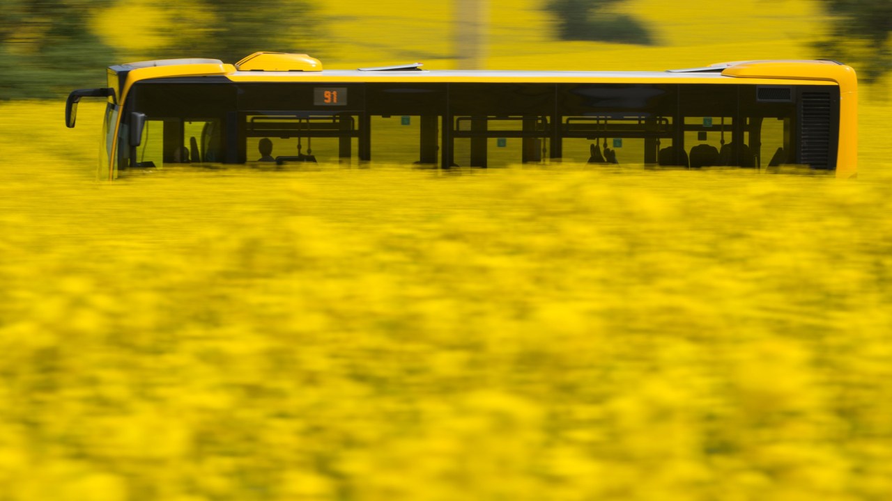 Imagens do dia - Ônibus atravessa campo de flores na Alemanha