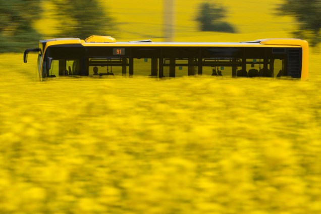 Ônibus público passa por um campo de colza em flor, perto de Dresden, leste da Alemanha - 03/05/2017