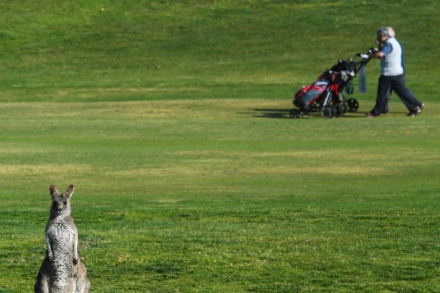Canguru fotografado em um campo de golfe em Canberra, na Austrália - 17/05/2017