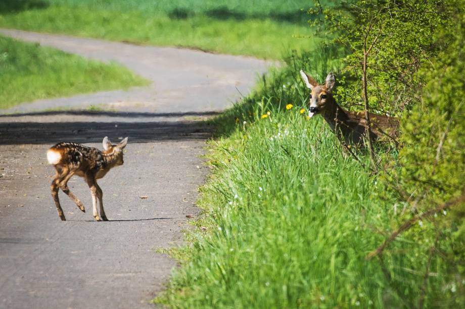Cervo espera sua filhote cruzar uma estrada nos arredores da cidade de Marburg, na Alemanha - 09/05/2017