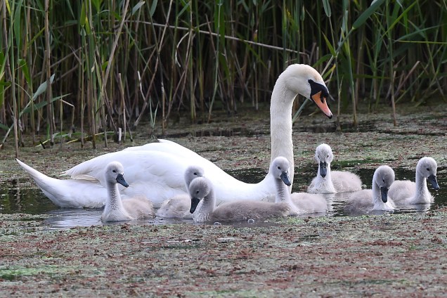 Mamãe cisne nada com seus filhotes em uma lagoa em Pembrokeshire, no País de Gales - 14/05/2017
