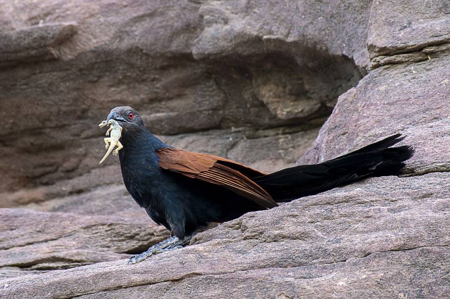 Pássaro cucal-real (Centropus sinensis) é fotografado com um lagarto no bico em Jodhpur, na Índia - 11/05/2017