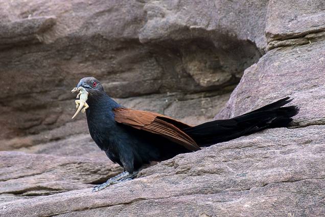 Pássaro cucal-real (Centropus sinensis) é fotografado com um lagarto no bico em Jodhpur, na Índia - 11/05/2017 Pássaro cucal-real (Centropus sinensis) é fotografado com um lagarto no bico em Jodhpur, na Índia - 11/05/2017
