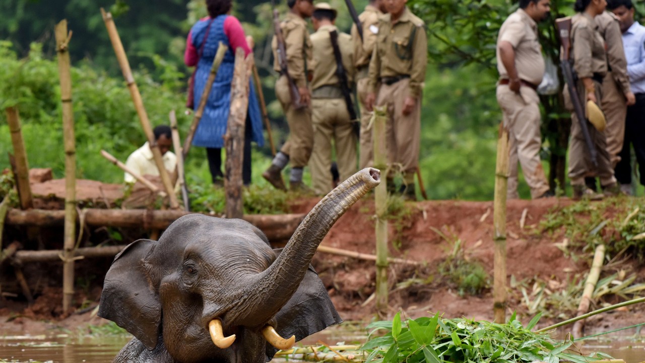 Imagens do dia - Resgate de elefante na Índia