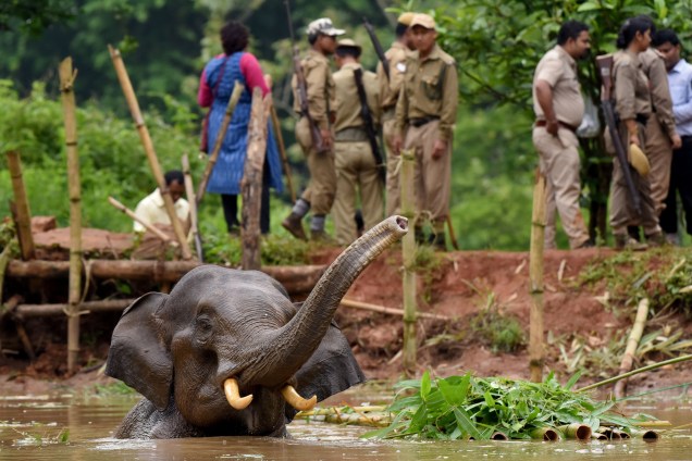 Guardas florestais tentam resgatar um elefante ferido que caiu em um lago no Santuário de Vida Selvagem de Amchang nos arredores de Guwahati, na Índia - 24/05/2017