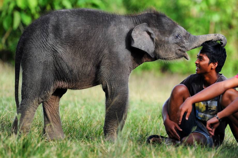 Bebê elefante brinca com um cuidador da unidade  da conservação de Trumon em uma área da reserva de animais selvagens no distrito de Aceh, na Indonésia - 10/05/2017