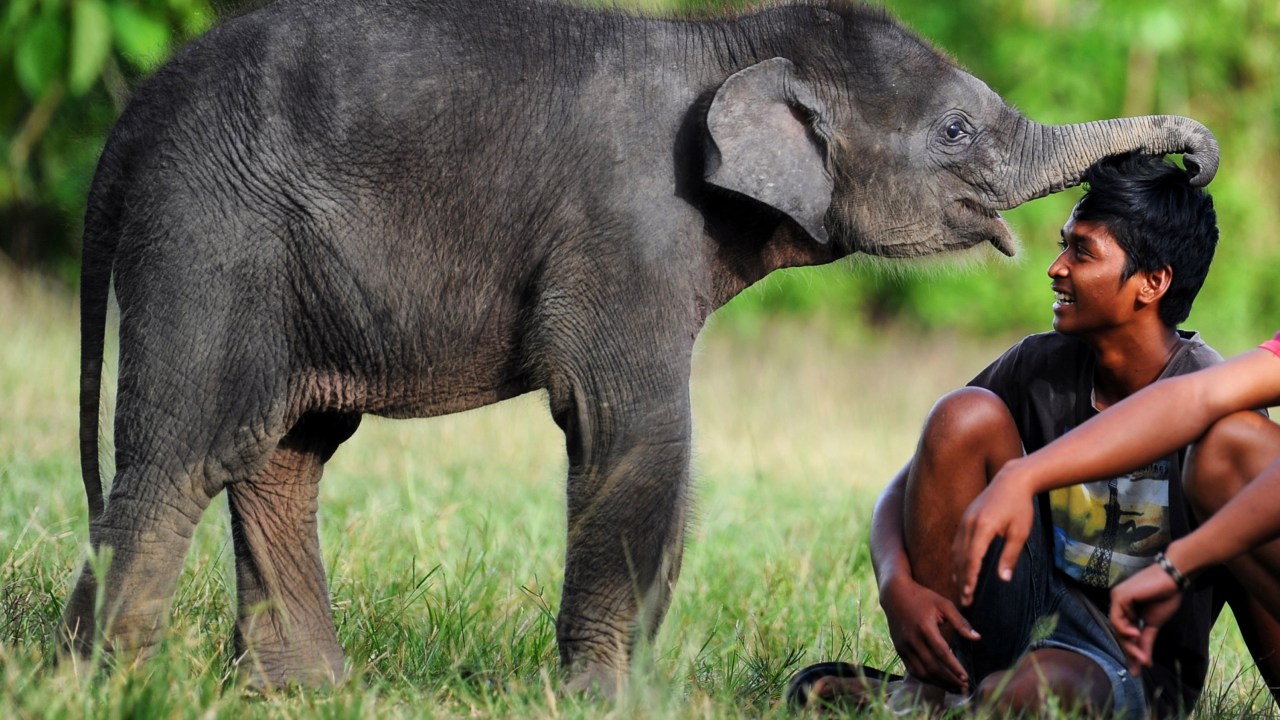 Imagens do dia - Bebê elefante brinca com cuidador na Indonésia