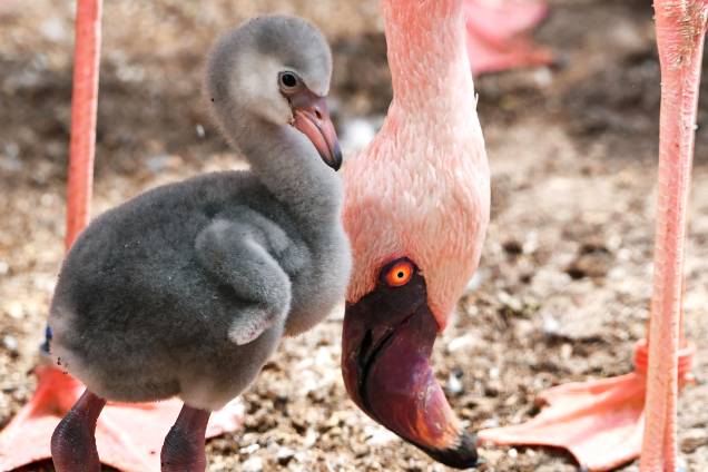 Filhote de flamingo com apenas uma semana de vida no zoológico de Karlsruhe, Alemanha - 05/05/2017