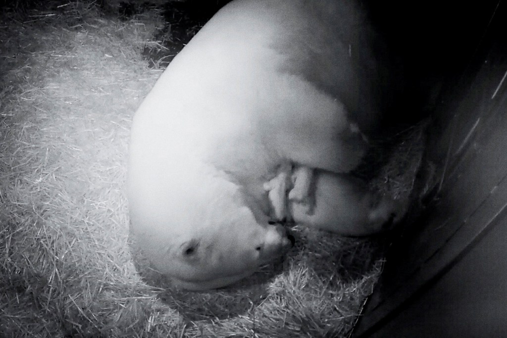Imagens do dia - Filhotes de urso polar na Austrália