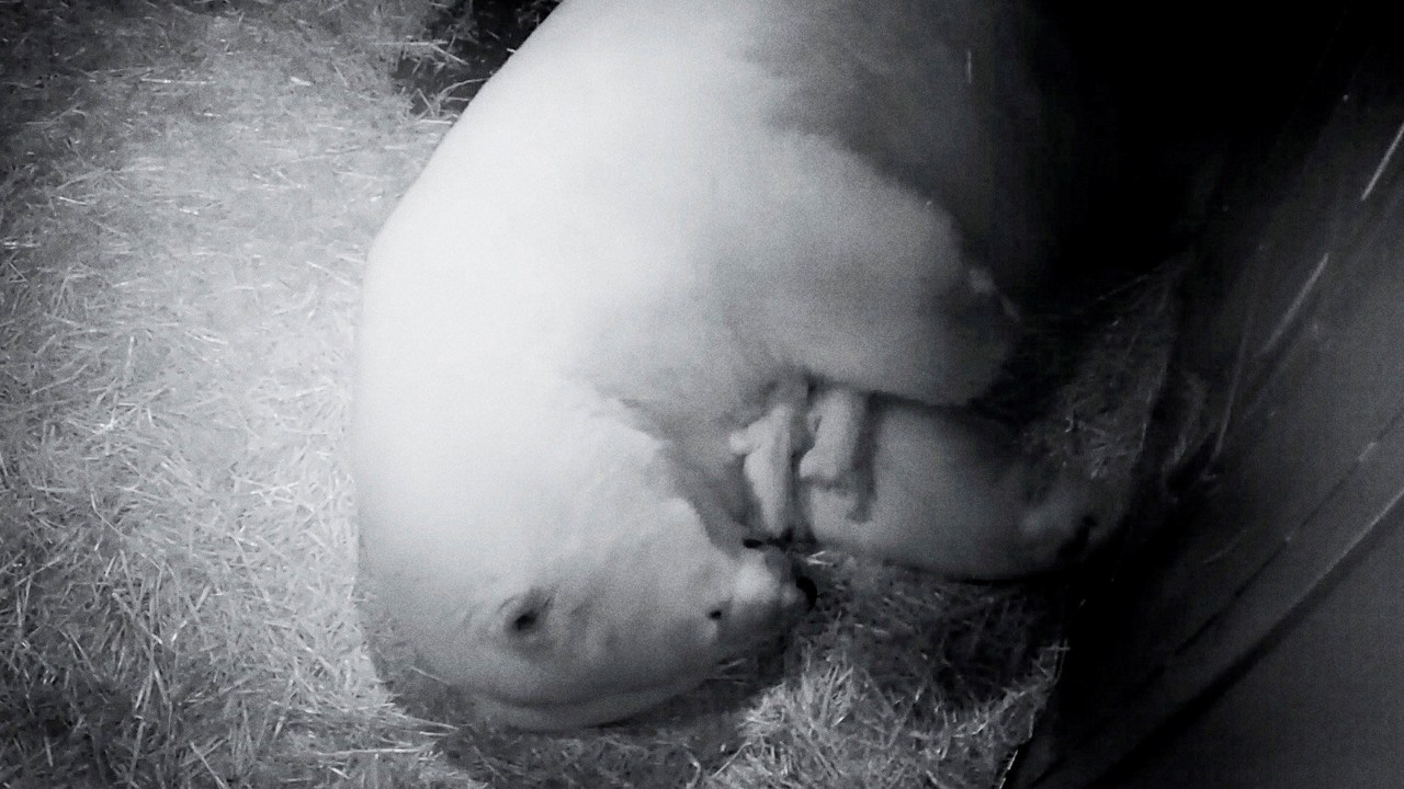 Imagens do dia - Filhotes de urso polar na Austrália