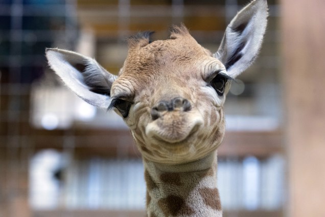 A girafa recém-nascida Gus é fotografada no Noah's Ark Zoo Farm em Bristol, na Inglaterra - 12/05/2017