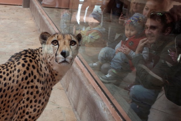 Visitantes olham uma chita no zoológico de Demydiv, Ucrânia