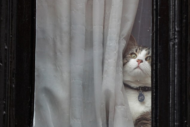 Gato de Julian Assange, fundador do Wikileaks, olha pela janela da embaixada do Equador de Londres, onde estão abrigados, na Inglaterra - 19/05/2017