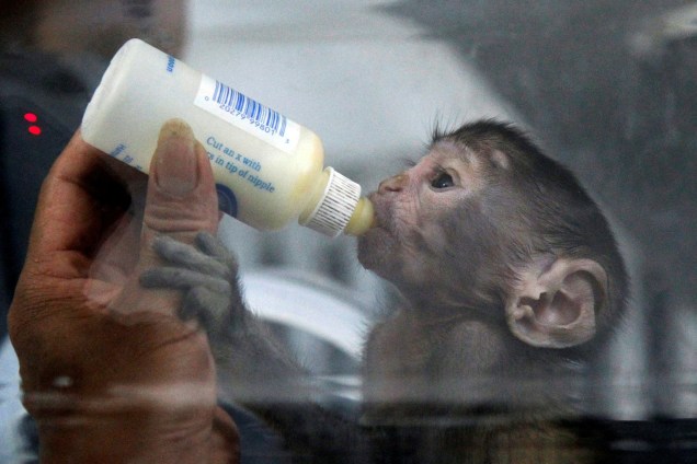 Macaco recém-nascido bebe o leite em uma mamadeira no zoológico de Zhengzhou, na província de Henan, China - 23/05/2017
