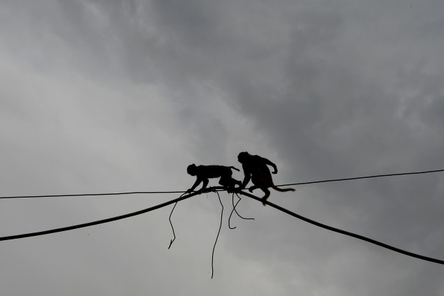 Macacos atravessam sobre um fio elétrico em Nova Délhi, na Índia - 22/05/2017