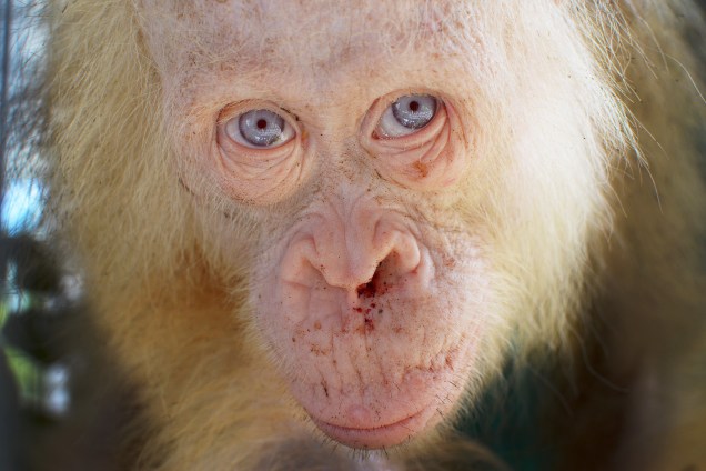 Foto divulgada pela fundação da sobrevivência do orangotango de Bornéu mostra um orangotango albino raro que foi salvo após ficar mantido em uma gaiola por aldeões em Kapuas Hulu, na Indonésia