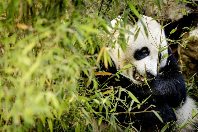 A panda gigante Wu Wen come ramos de eucalipto durante sua apresentação oficial no zoológico Ouwehand, em Rhenen, na Alemanha. O animal esteve em quarentena por seis semanas após ser trazido da China - 30/05/2017