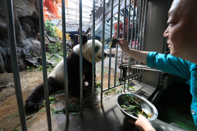 Cuidador oferece um bolinho de massa de arroz a um panda gigante durante o festival do barco do dragão em jardim zoológico de Pequim, na China - 30/05/2017