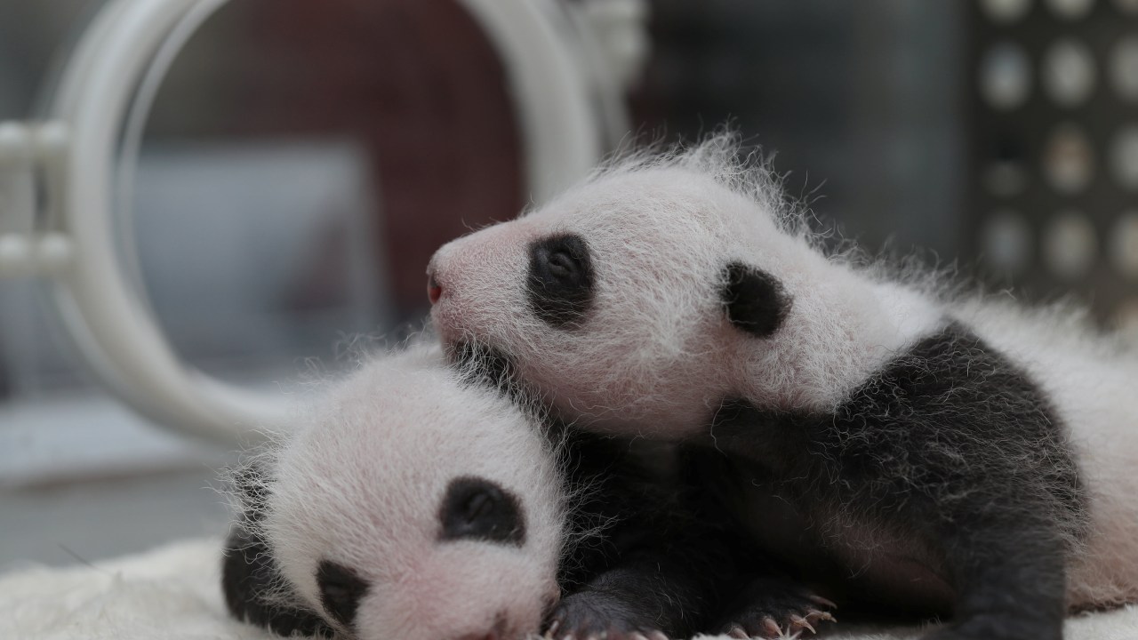 Imagens do dia - Filhotes de panda gigante na China