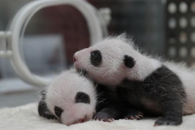 Filhotes de panda gêmeos, nascidos em  de abril, são fotografados em uma incubadora em  de criação de panda gigante na província de Sichuan, China