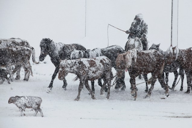 Homem reúne uma manada de cavalos entre a neve pesada em Altay, região autônoma de Xinjiang, na China - 02/05/2017