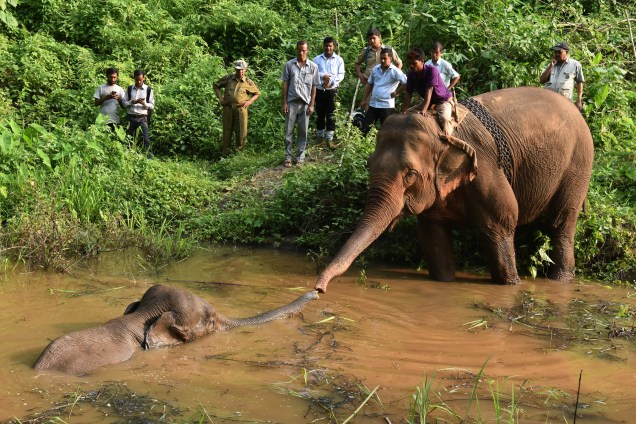 Autoridades florestais usam um elefante treinado na tentativa de resgatar outro ferido que caiu em um lago no Santuário de Vida Selvagem de Amchang nos arredores de Guwahati, na Índia - 25/05/2017