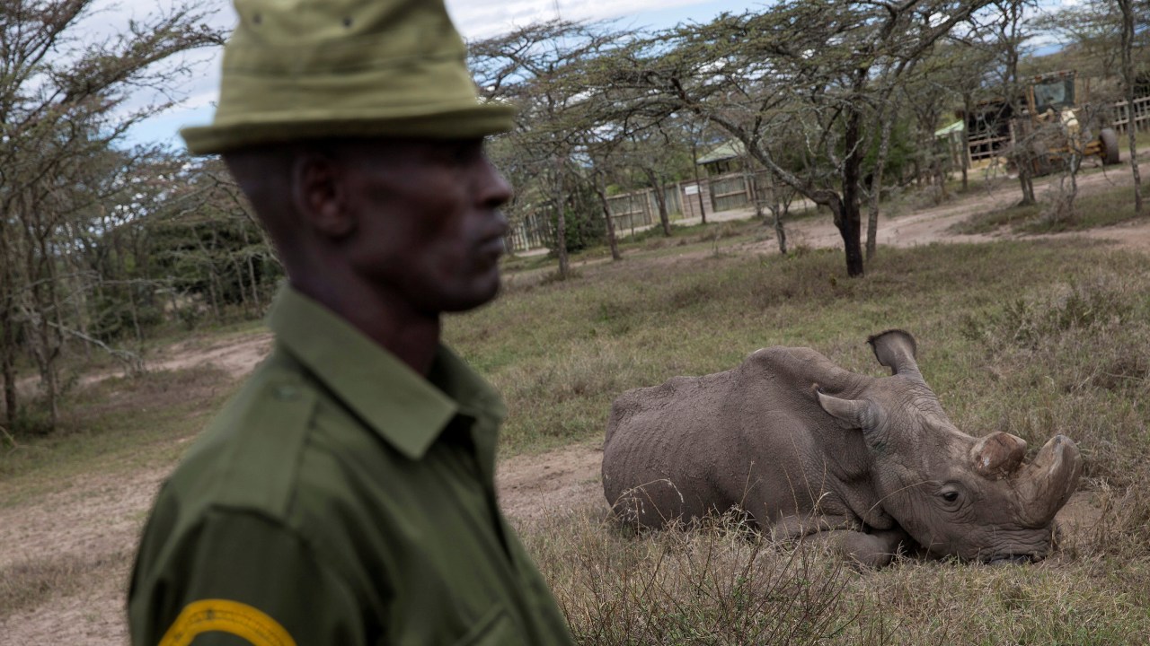 Imagens do dia - Guarda protege o rinoceronte Sudan no Quênia
