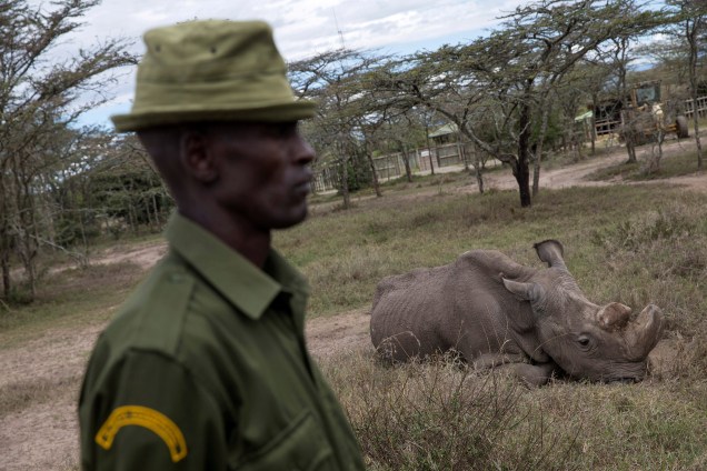 Guarda protege o rinoceronte Sudan, o último rinoceronte branco masculino do norte sobrevivente, na parque nacional de Laikipia, no Quênia - 03/05/2017