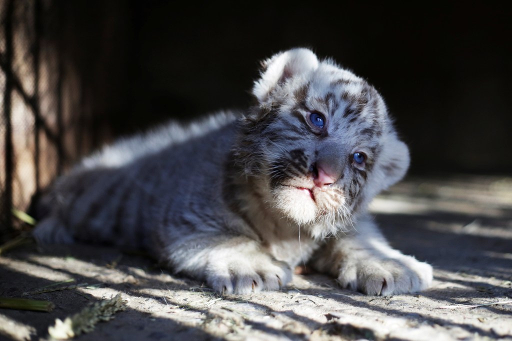 Imagens do dia - Filhote de tigre retratado em zoo no México