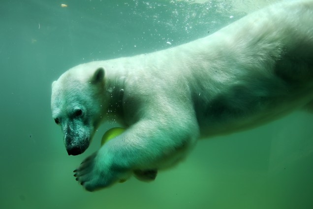 Urso polar nada com uma bola em sua piscina no zoológico de Wuppertal, na Alemanha