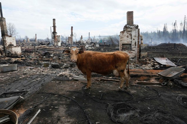 Uma vaca é fotografada entre os restos de casas queimadas após recentes incêndios na região de Krasnoyarsk, na Sibéria, Rússia -25/05/2017
