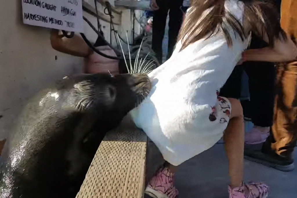 Vídeo mostra momento em que leão-marinho ataca menina