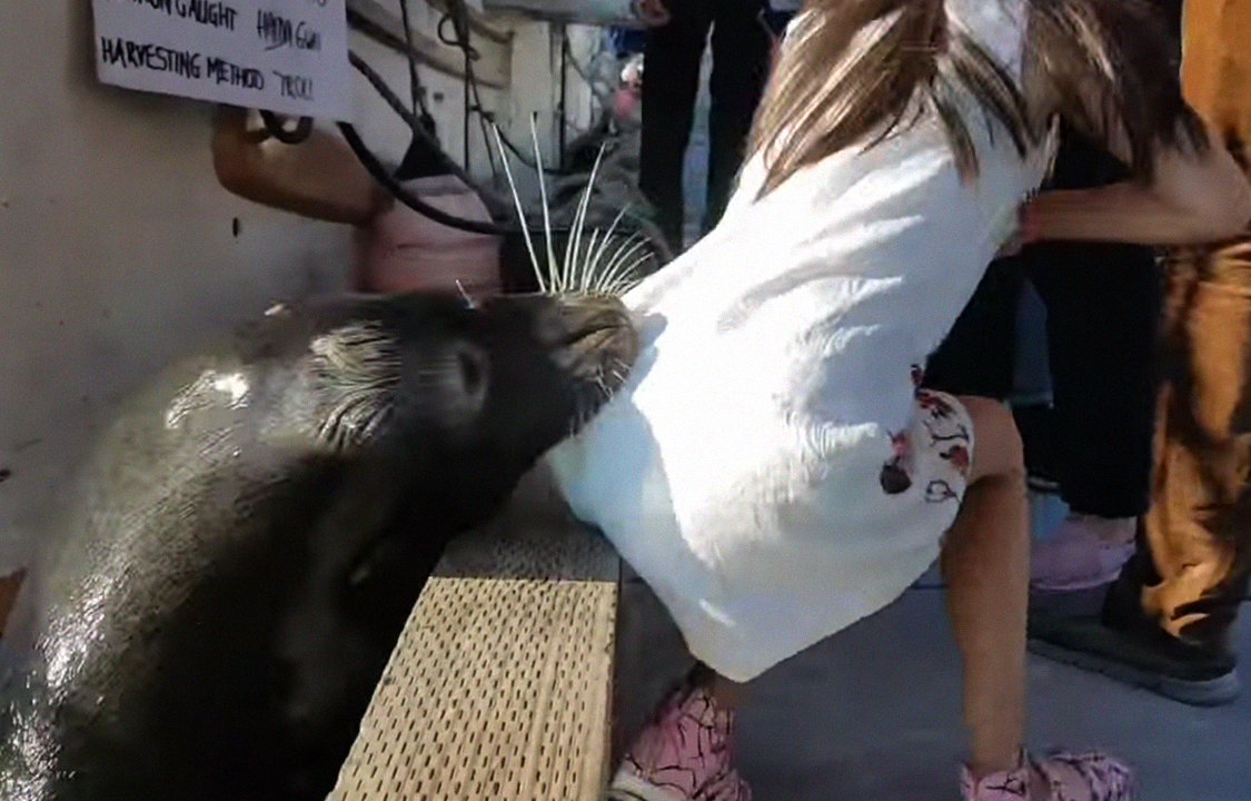 Vídeo mostra momento em que leão-marinho ataca menina