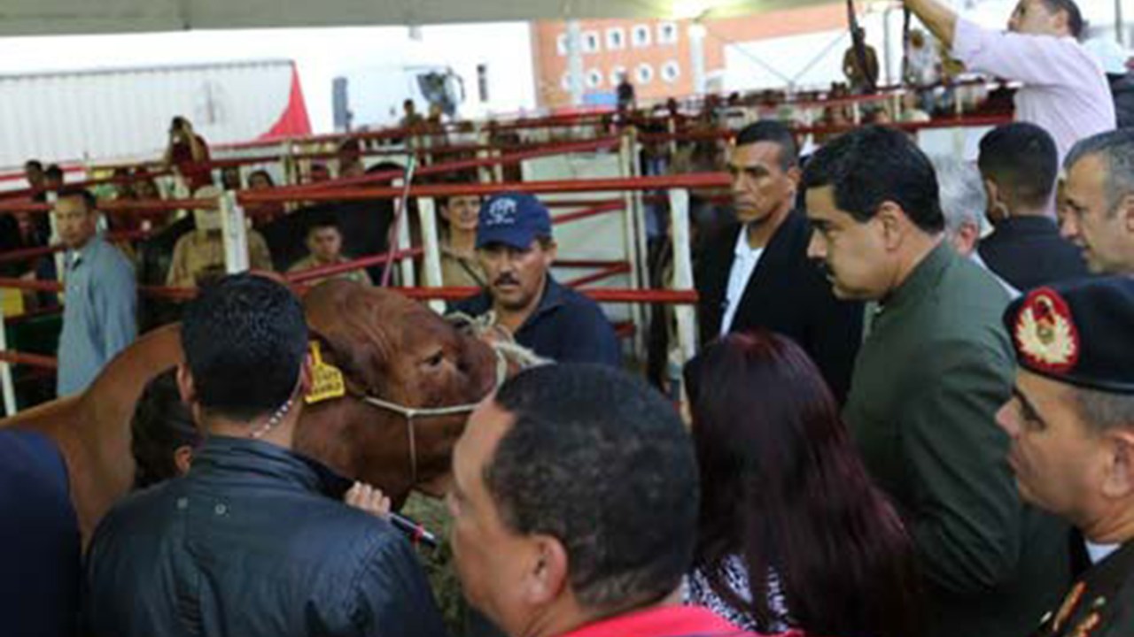 Maduro conversa com vacas na Venezuela