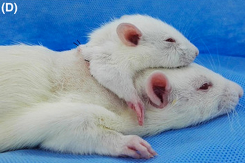 Cientistas criam rato com duas cabeças