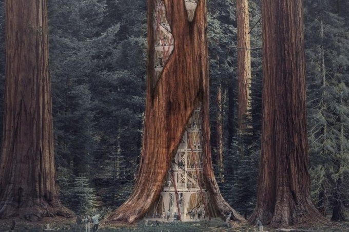 sequoias0