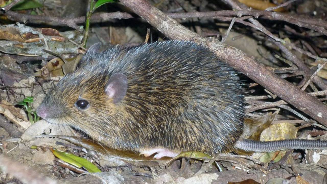Tokudaia osimensis