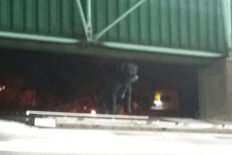 Um cachorro em cima do TREM