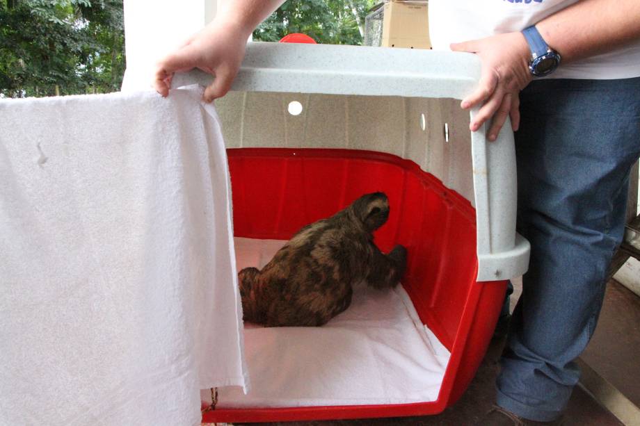 Momentos antes da soltura, o bicho preguiça é levado a natureza para viver em liberdade.