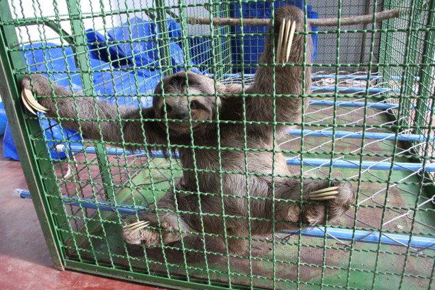 No instituto Argonauta, o bicho preguiça resgatado se prepara para voltar ao seu habitat natural.