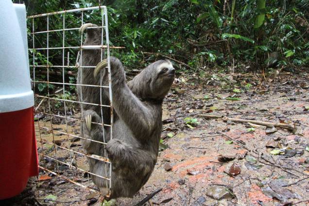 Bicho preguiça resgatado retorna ao seu local de origem. Bicho preguiça resgatado retorna ao seu local de origem.