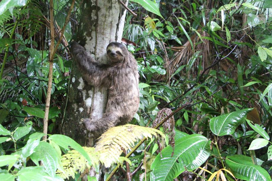 Bicho preguiça resgatado na praia de Tabatinga, em Ubatuba, retorna após cuidados ao seu habitat natural.