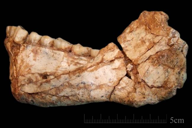 Mandíbula que se pensava ser de neandertal seria de 1º humano europeu, Arqueologia