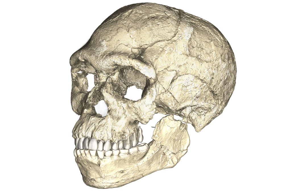 Esqueleto Homo sapiens