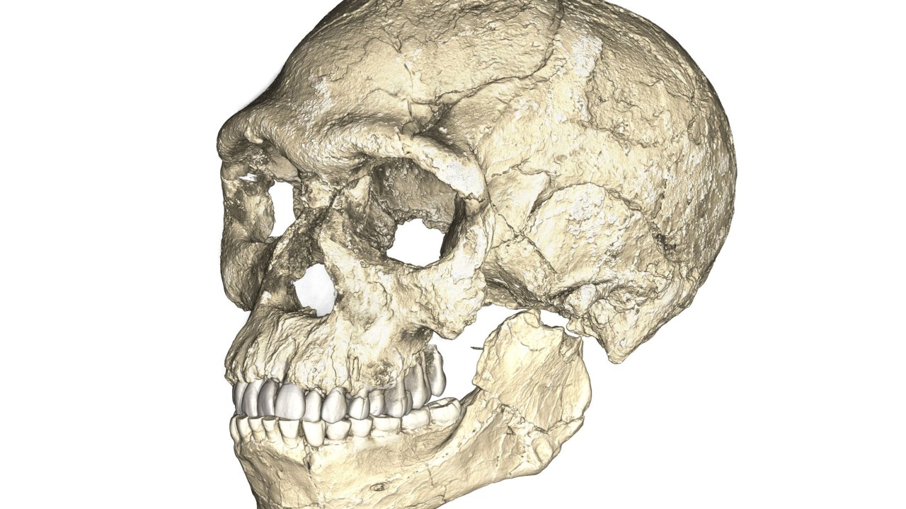 Esqueleto Homo sapiens