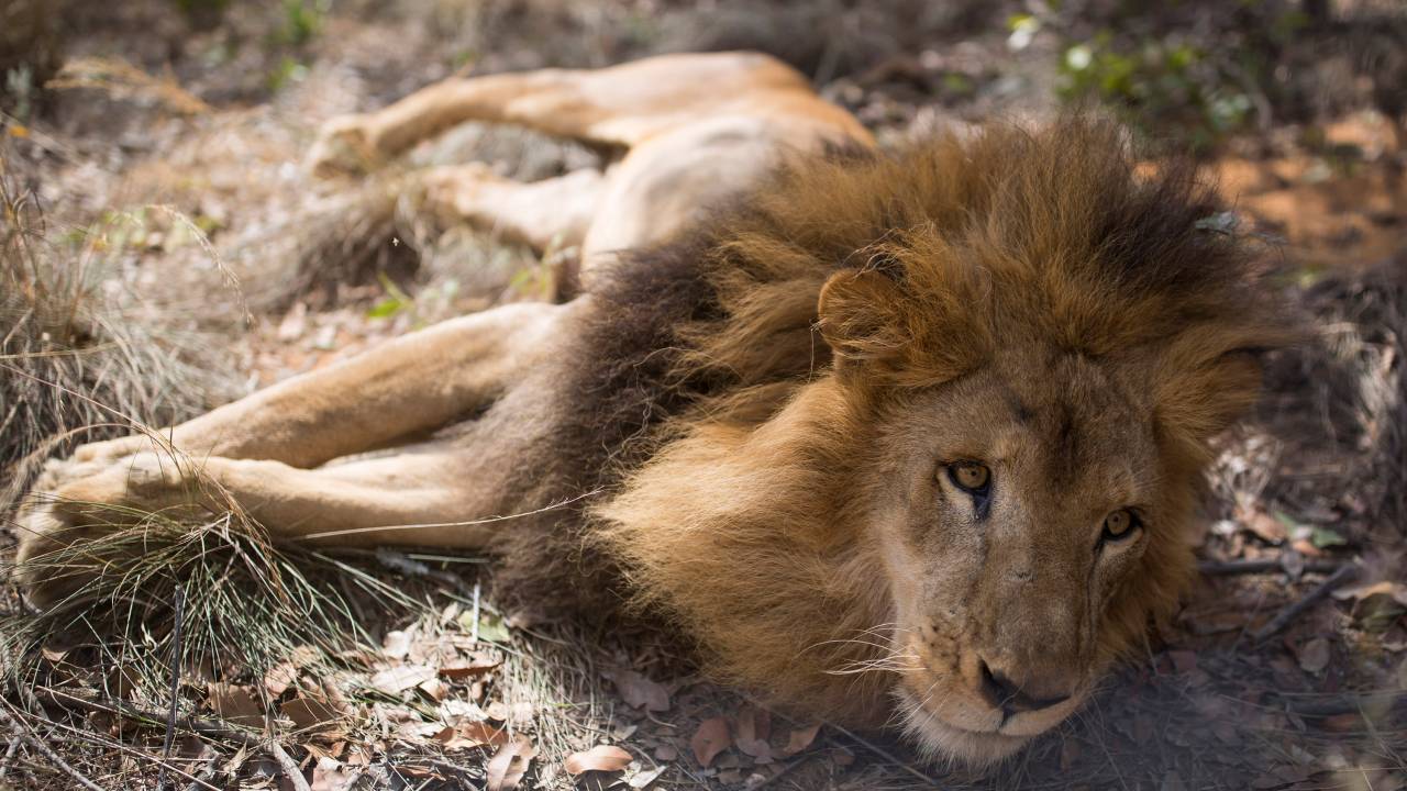 Santuário de Felinos na África do Sul