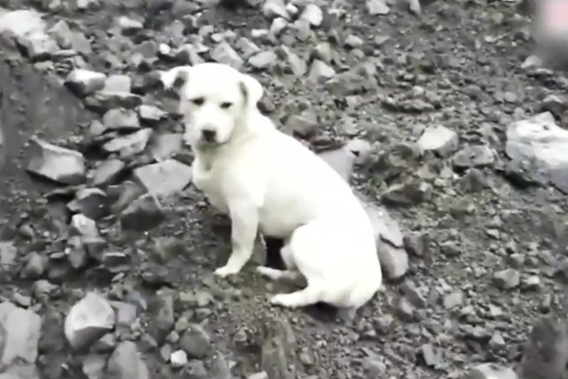 Cachorro aguarda seu dono, após um deslizamento de terra que deixou 10 mortos e 100 pessoas estão desaparecidas - 24/06/2017