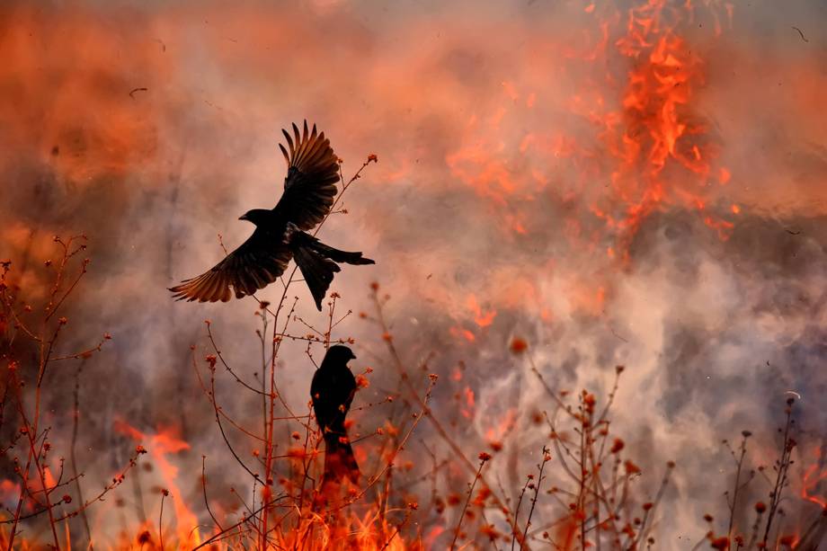 Quando os agricultores da Bengala Ocidental terminam a colheita de trigo ou arroz, muitas vezes queimam a palha e os restos da colheita. À medida que os insetos fogem das chamas, pássaros como os drongos pretos (Dicrurus macrocercus) saem para aproveitar a recompensa. Registro do fotógrafo Kallol Mukherjee