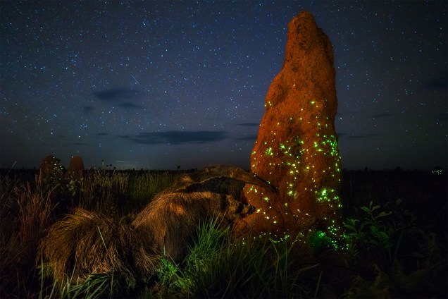 Ecosistema, Vencedor de Vida Selvagem Terrestre. Imagem do fotógrafo brasileiro Marcio Cabral registra a atividade dos cupinzeiros luminescentes  (Pyrearinus termitilluminans) no Oeste do Brasil
